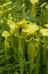 Yellow pitcherplant